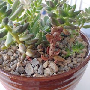 Succelant Arrangement